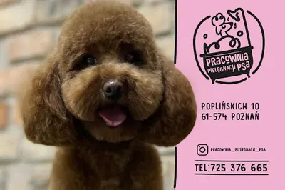 Pracownia Pielęgnacji Psa